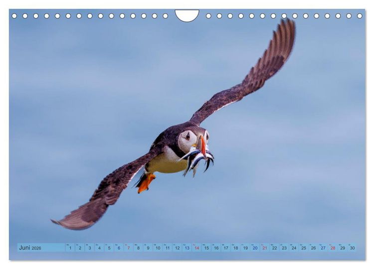Produktbild: Papageientaucher - Farbenfrohe Flieger der Natur (Wandkalender 2026 DIN A4 quer), CALVENDO Monatskalender