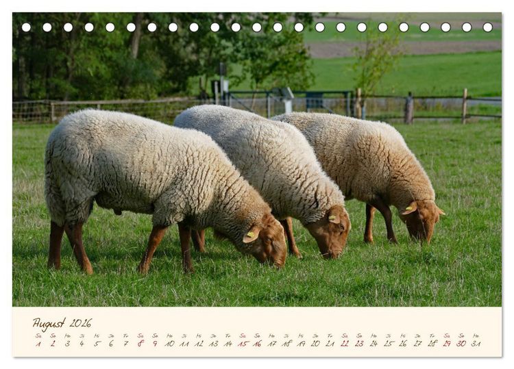 Produktbild: Coburger Fuchsschaf (Tischkalender 2026 DIN A5 quer), CALVENDO Monatskalender