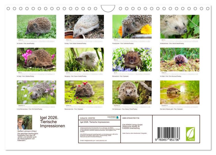 Produktbild: Igel 2026. Tierische Impressionen (Wandkalender 2026 DIN A4 quer), CALVENDO Monatskalender