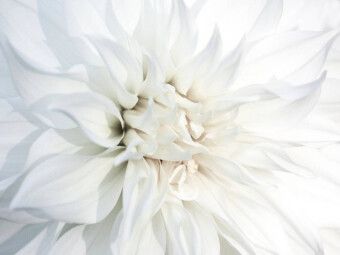 Produktbild: CALVENDO Puzzle Ein Motiv aus dem Kalender Feines Wei&szlig; | 1000 Teile Lege-Gr&ouml;&szlig;e 64x48cm Foto-Puzzle f&uuml;r gl&uuml;ckliche Stunden