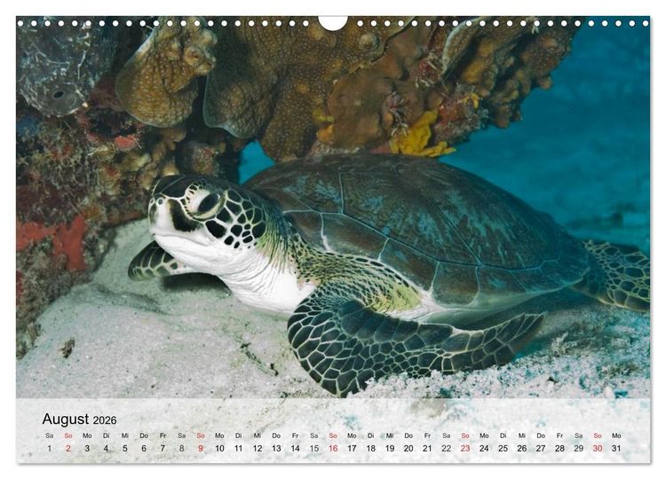 Produktbild: Meeresschildkr&ouml;ten. Nomaden der Ozeane (Wandkalender 2026 DIN A3 quer), CALVENDO Monatskalender