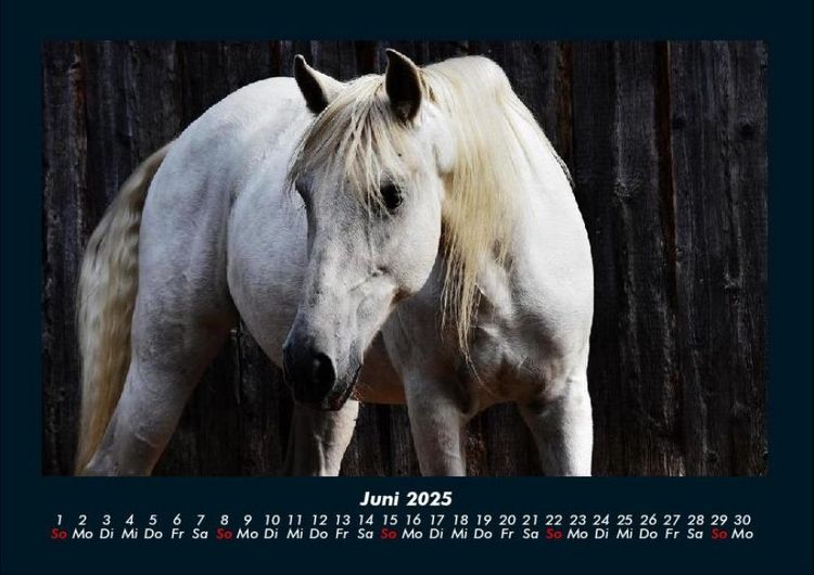 Produktbild: Tierkalender 2025 Fotokalender DIN A4