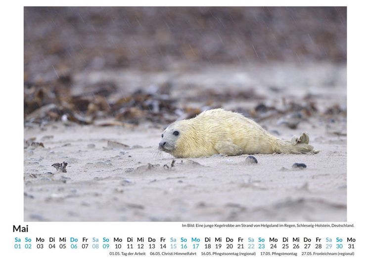 Produktbild: Robben am Strand von Helgoland