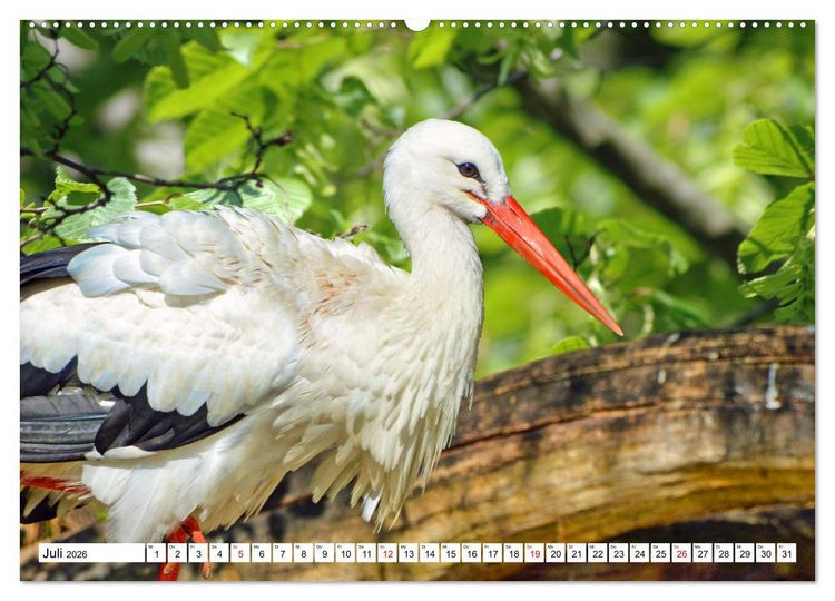 Produktbild: Meister Adebar und seine Verwandten (hochwertiger Premium Wandkalender 2026 DIN A2 quer), Kunstdruck in Hochglanz