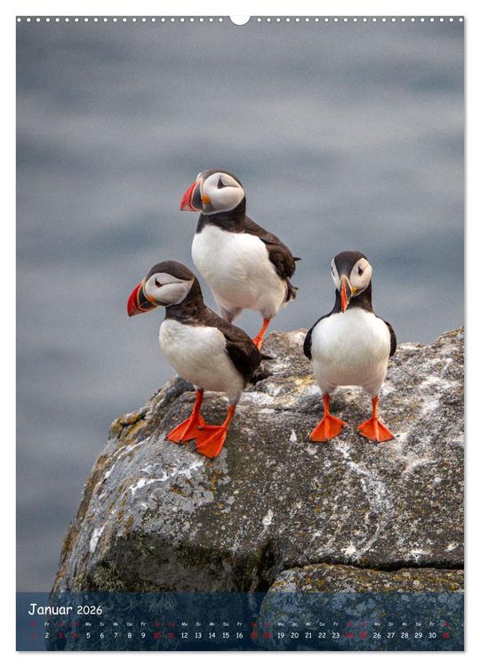 Produktbild: Naturerlebnis Puffin (hochwertiger Premium Wandkalender 2026 DIN A2 hoch), Kunstdruck in Hochglanz