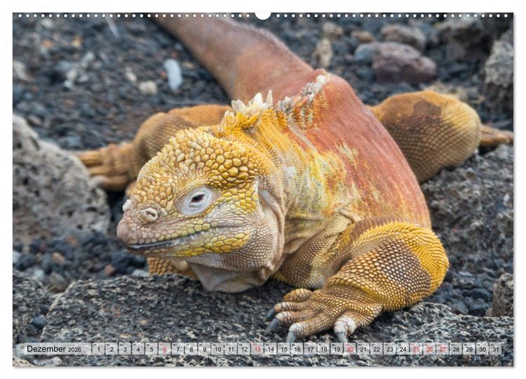Produktbild: Die Galapagosinseln - Santa Cruz Island (hochwertiger Premium Wandkalender 2026 DIN A2 quer), Kunstdruck in Hochglanz
