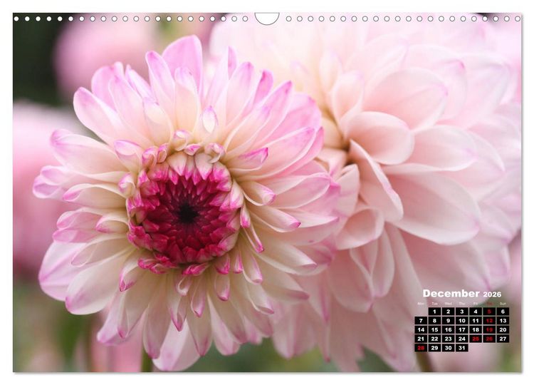 Produktbild: Magical Dahlias (Wall Calendar 2026 DIN A3 landscape), CALVENDO 12 Month Wall Calendar