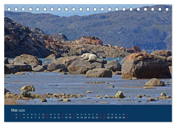 Produktbild: Das Leben der etwas "anderen" Eisb&auml;ren! (Tischkalender 2026 DIN A5 quer), CALVENDO Monatskalender