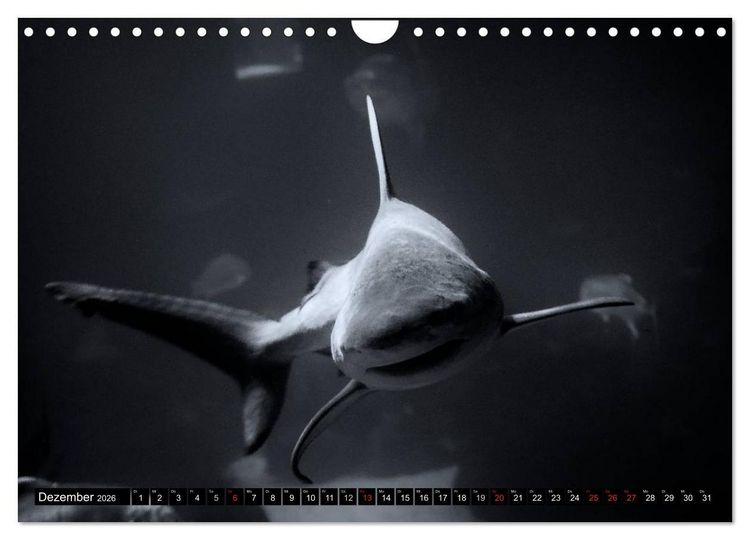 Produktbild: Meerestiere Bilder in Schwarz Weiss (Wandkalender 2026 DIN A4 quer), CALVENDO Monatskalender