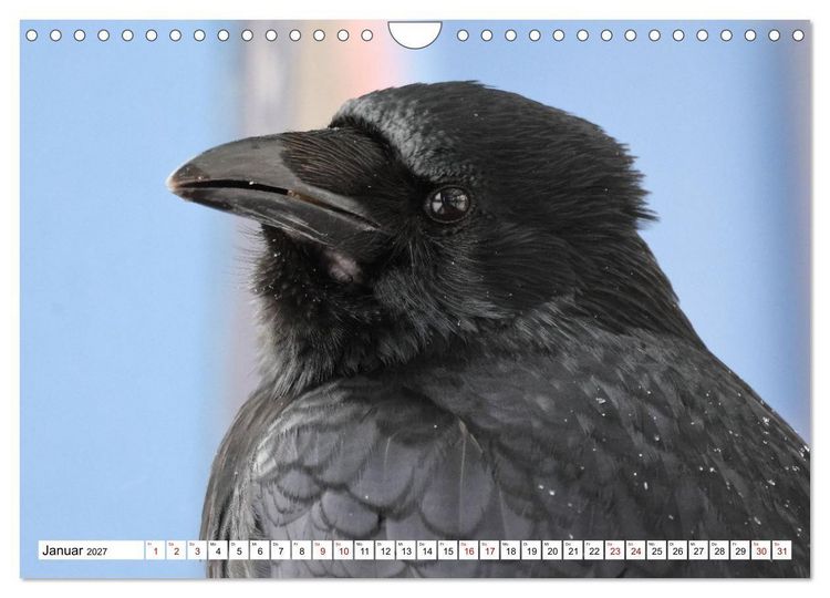 Produktbild: Im Auge der Kr&auml;he (Wandkalender 2027 DIN A4 quer), CALVENDO Monatskalender