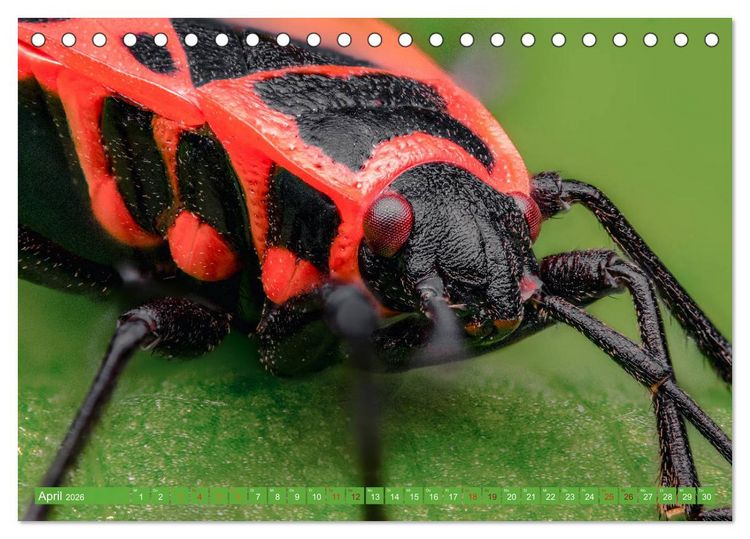 Produktbild: Extreme Makroaufnahmen - Insekten so nah wie nie (Tischkalender 2026 DIN A5 quer), CALVENDO Monatskalender