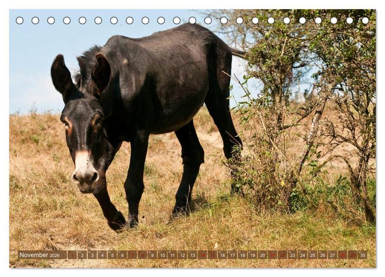 Produktbild: Esel - Sixtus Loreley (Tischkalender 2026 DIN A5 quer), CALVENDO Monatskalender