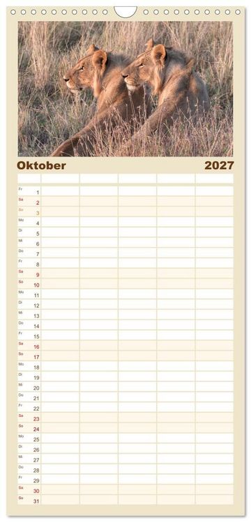 Produktbild: Familienplaner 2027 - L&ouml;wen - Raubkatzen Afrikas mit 5 Spalten (Wandkalender, 21 x 45 cm) CALVENDO