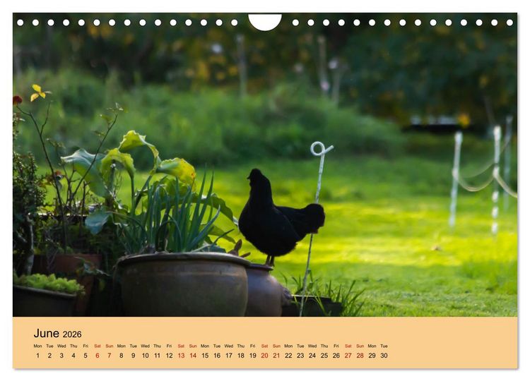Produktbild: Our farm animals (Wall Calendar 2026 DIN A4 landscape), CALVENDO 12 Month Wall Calendar
