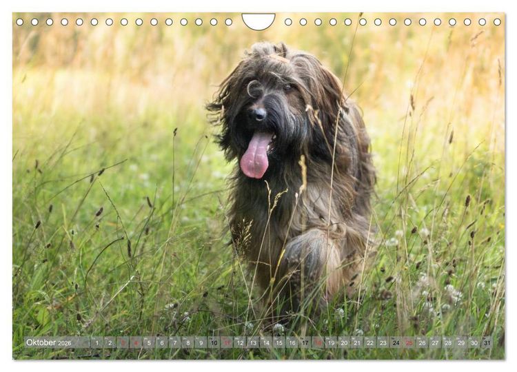 Produktbild: Briards - sanfte Riesen mit Temperament (Wandkalender 2026 DIN A4 quer), CALVENDO Monatskalender