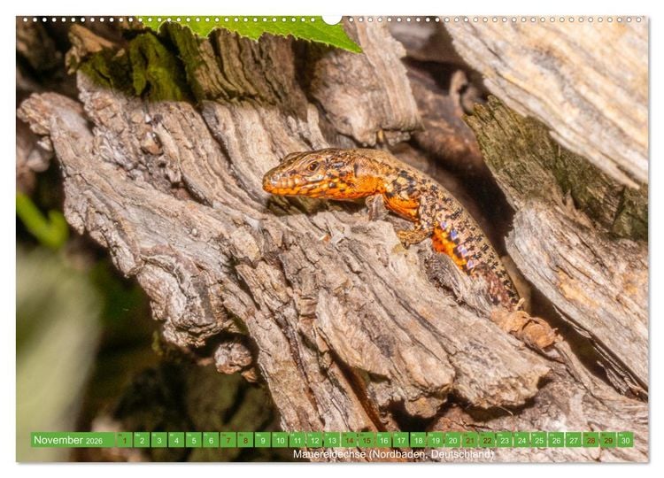 Produktbild: Reptilien wild und sch&ouml;n (Wandkalender 2026 DIN A2 quer), CALVENDO Monatskalender