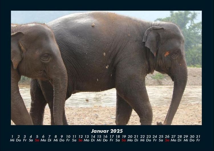 Produktbild: Elefanten Kalender 2025 Fotokalender DIN A4