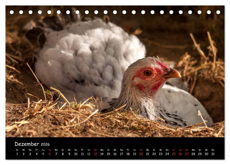 Produktbild: Gartenh&uuml;hner (Tischkalender 2026 DIN A5 quer), CALVENDO Monatskalender