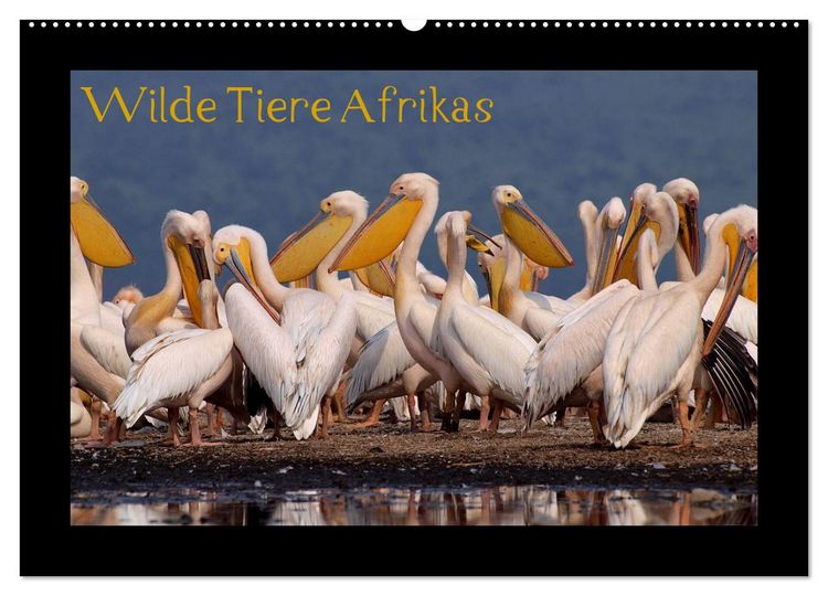 Produktbild: Wilde Tiere Afrikas (Wandkalender 2026 DIN A2 quer), CALVENDO Monatskalender