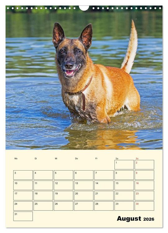 Produktbild: Familienplaner Tausendsassa Malinois (Wandkalender 2026 DIN A3 hoch), CALVENDO Monatskalender