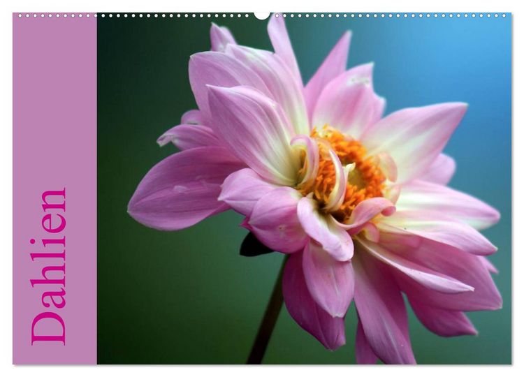 Produktbild: Dahlien (Wandkalender 2026 DIN A2 quer), CALVENDO Monatskalender