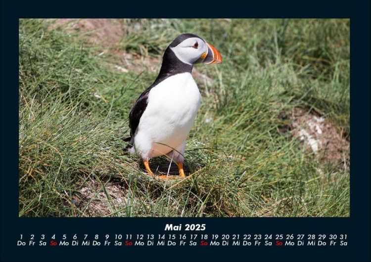 Produktbild: Welt der V&ouml;gel 2025 Fotokalender DIN A4