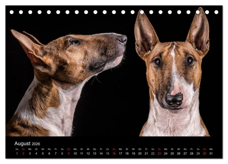 Produktbild: Bullterrier (Tischkalender 2026 DIN A5 quer), CALVENDO Monatskalender