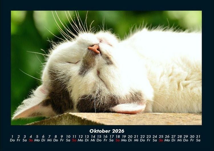 Produktbild: F&uuml;r Katzenfreunde 2026 Fotokalender DIN A4