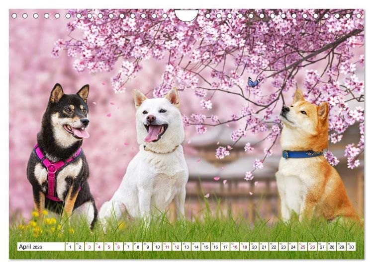 Produktbild: Ohne Hund ist alles nichts - Mit unseren besten Freunden durch das Jahr (Wandkalender 2026 DIN A4 quer), CALVENDO Monatskalender