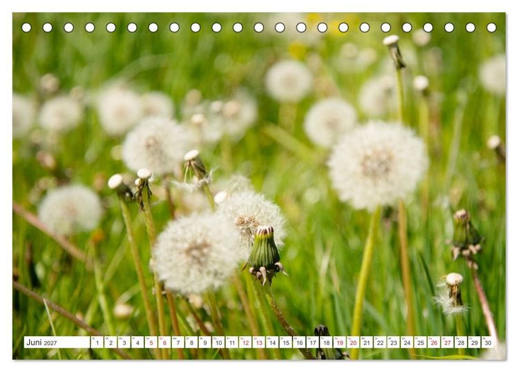 Produktbild: Gute Laune - L&ouml;wenzahn (Tischkalender 2027 DIN A5 quer), CALVENDO Monatskalender