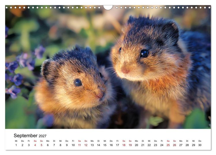 Produktbild: Lemminge - Kleine Helden der Tundra (Wandkalender 2027 DIN A3 quer), CALVENDO Monatskalender