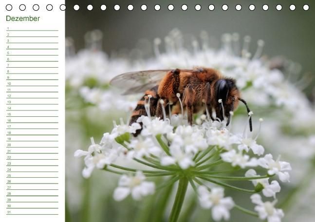 Produktbild: Bienen - Emsige Helfer (Tischkalender immerw&auml;hrend DIN A5 quer)