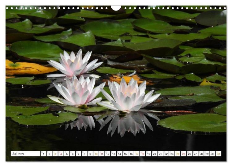 Produktbild: 12 Monate Natur (Wandkalender 2027 DIN A3 quer), CALVENDO Monatskalender