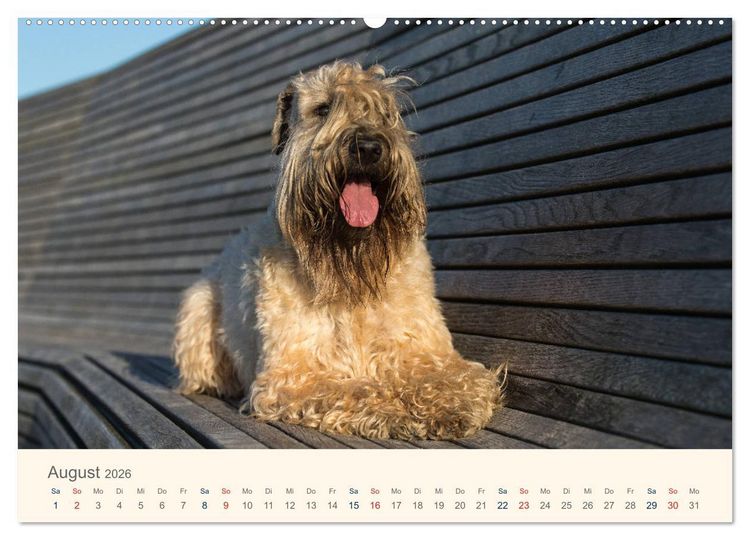 Produktbild: IRISH SOFT COATED WHEATEN TERRIER 2026 (hochwertiger Premium Wandkalender 2026 DIN A2 quer), Kunstdruck in Hochglanz