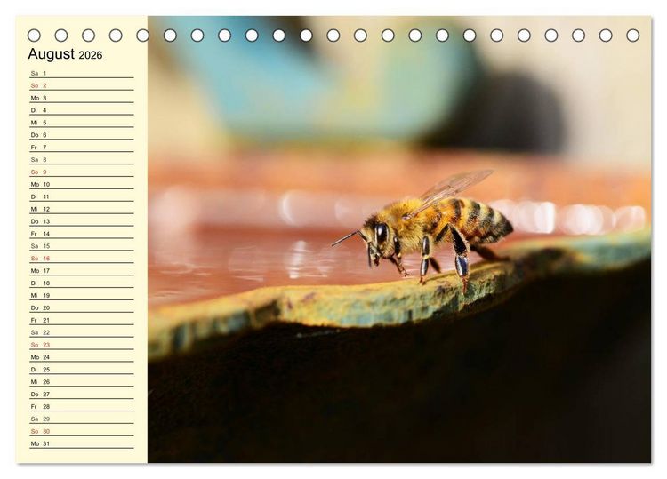 Produktbild: Flei&szlig;ige Bienen. Von der Bl&uuml;te bis zum Honig (Tischkalender 2026 DIN A5 quer), CALVENDO Monatskalender