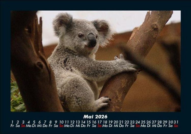 Produktbild: Koala 2026 Fotokalender DIN A5