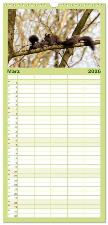 Produktbild: Familienplaner 2026 - Eichh&ouml;rnchenliebe mit 5 Spalten (Wandkalender, 21 x 45 cm) CALVENDO