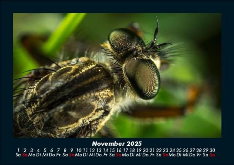 Produktbild: Tierkalender 2025 Fotokalender DIN A5