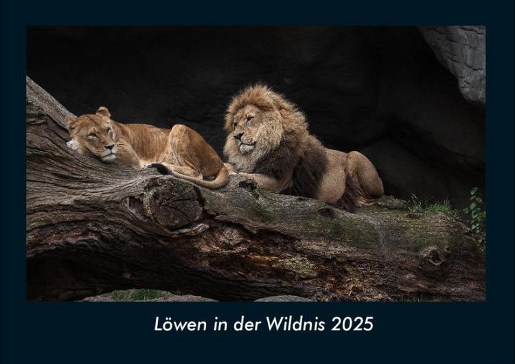 Produktbild: L&ouml;wen in der Wildnis 2025 Fotokalender DIN A4