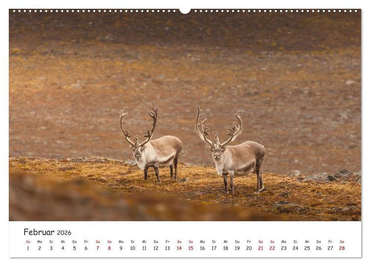 Produktbild: Rentiere (Wandkalender 2026 DIN A2 quer), CALVENDO Monatskalender