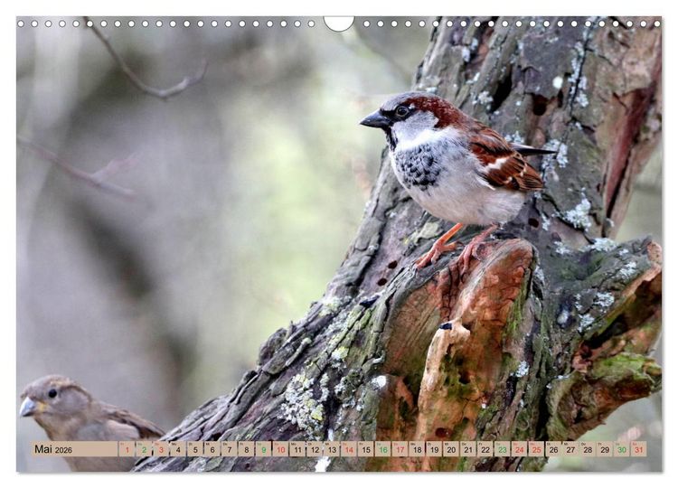 Produktbild: Gefiederte Gesellen - V&ouml;gel aus Wald und Garten (Wandkalender 2026 DIN A3 quer), CALVENDO Monatskalender