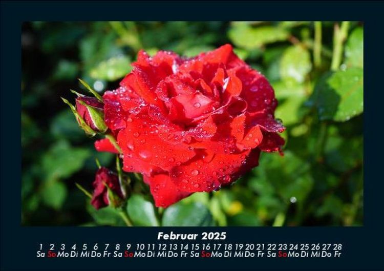 Produktbild: Rosentraum 2025 Fotokalender DIN A5