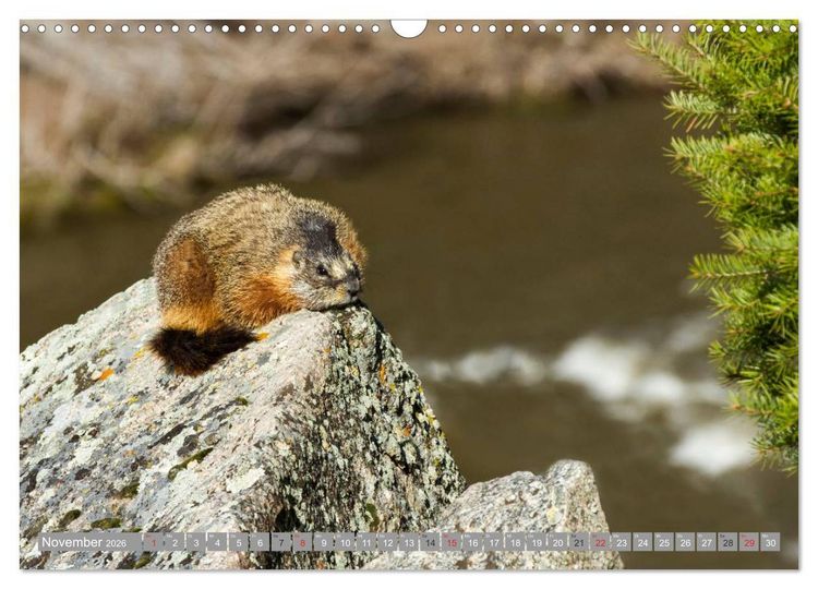 Produktbild: B&auml;r, Wolf und Co - Tiere Nordamerikas (Wandkalender 2026 DIN A3 quer), CALVENDO Monatskalender
