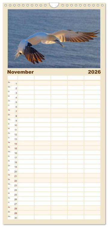 Produktbild: Familienplaner 2026 - Basst&ouml;lpel - Helgolands faszinierende V&ouml;gel mit 5 Spalten (Wandkalender, 21 x 45 cm) CALVENDO