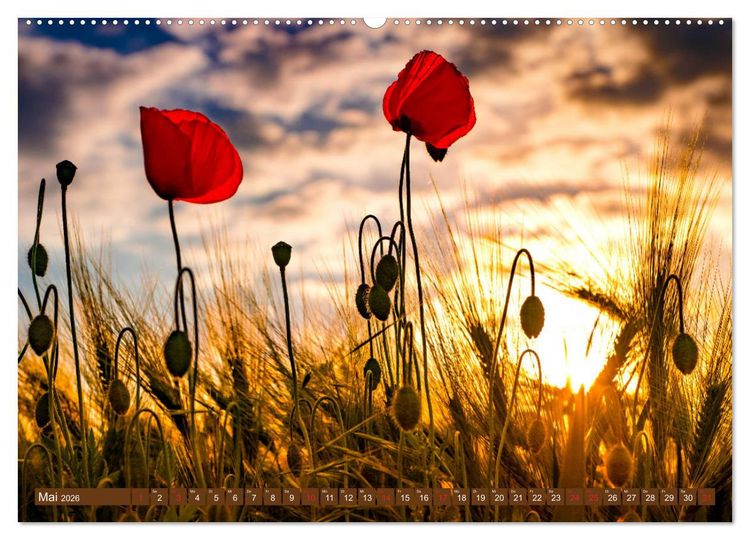 Produktbild: Mohnblumen - Fotografie mit Magie (hochwertiger Premium Wandkalender 2026 DIN A2 quer), Kunstdruck in Hochglanz