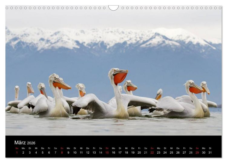 Produktbild: V&ouml;gel & Landschaften (Wandkalender 2026 DIN A3 quer), CALVENDO Monatskalender
