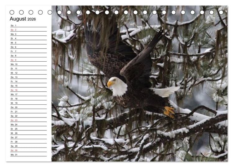Produktbild: Wei&szlig;kopfseeadler. Symbol der Freiheit (Tischkalender 2026 DIN A5 quer), CALVENDO Monatskalender