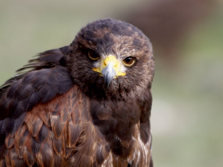Produktbild: CALVENDO Puzzle W&uuml;stenbussard | 1000 Teile Lege-Gr&ouml;&szlig;e 64x48cm Foto-Puzzle f&uuml;r gl&uuml;ckliche Stunden