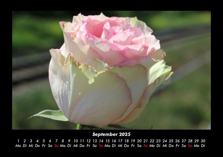 Produktbild: Blumentr&auml;ume 2025 Fotokalender DIN A3