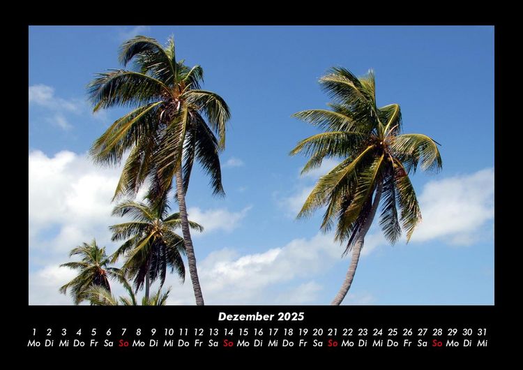 Produktbild: Palmentraum 2025 Fotokalender DIN A3